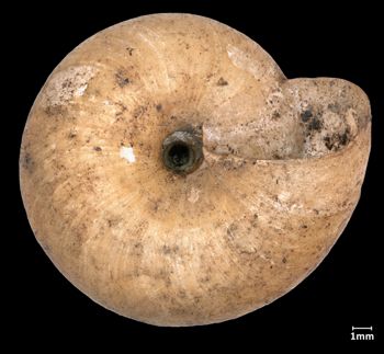 Media type: image;   Malacology 161285 Aspect: basal